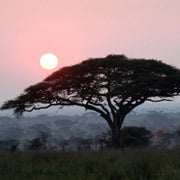 Un safari en Tanzanie