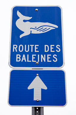 <p>Chaque été, des centaines de baleines de 13 espèces (béluga, rorqual à bosse, rorqual bleu...) viennent se nourrir dans les eaux riches du Saint-Laurent, de Blanc-Sablon à l’embouchure du Saguenay. C’est ce même circuit que suit la Route des Baleines, amenant les touristes à découvrir les villages situés en bordure du Saint-Laurent, leurs produits distinctifs, les activités maritimes de la région, et bien sûr, les géants marins.</p>
