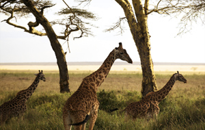 Safari en Afrique : mode d&#8217;emploi