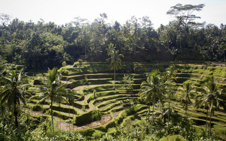 Bali: les rizières en terrasses d’Ubud