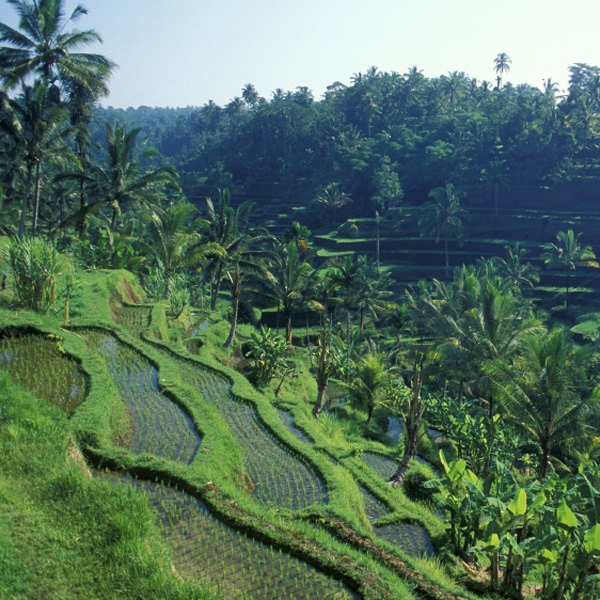 Rizières de Tegallalang, Indonésie