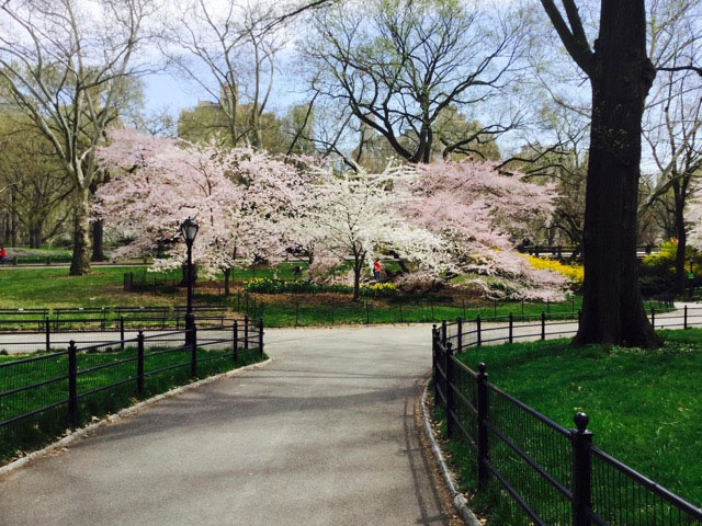 Central-Park-Fleurs