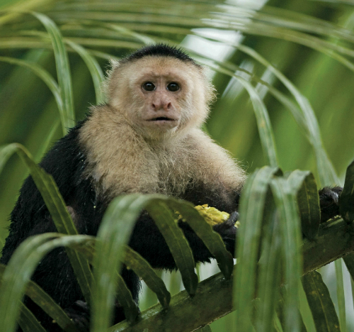 Costa Rica: côté jungle, côté savane