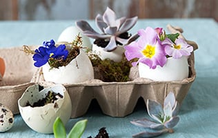 DIY : Jardins miniatures en coquilles d’œufs