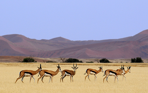 Un safari en Namibie