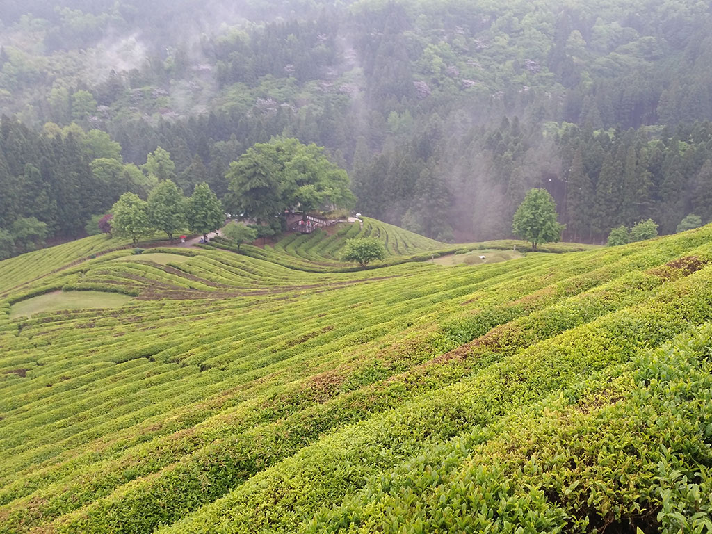 Se perdre dans les champs de thé de Boseong