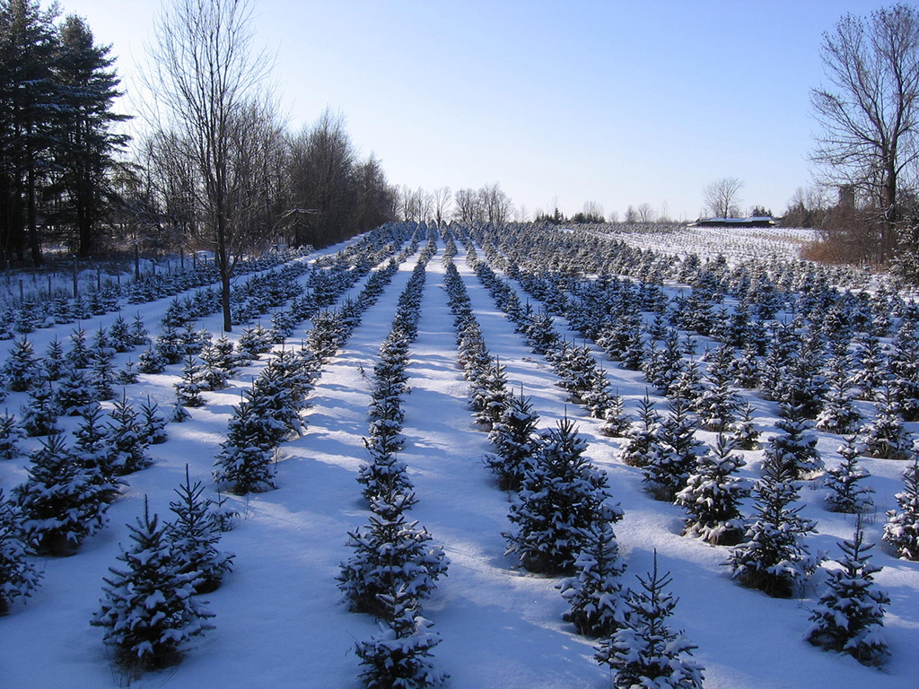 <h2>Autocueillette de sapin dans les Cantons-de-l’Est</h2>
<p>À moins d’une heure de Montréal, à la frontière du Vermont, on part cueillir son sapin de Noël à la Plantation des frontières. On y trouve aussi une boutique de Noël avec des ornements, des idées cadeaux et des couronnes de verdure naturelle.</p>
<p><strong>Les fins de semaine jusqu’au 24 décembre 2017 (et en semaine, sur rendez-vous), Saint-Armand</strong></p>
<p><a href="https://www.plantationdesfrontieres.com/" target="_blank">plantationdesfrontieres.com</a></p>
