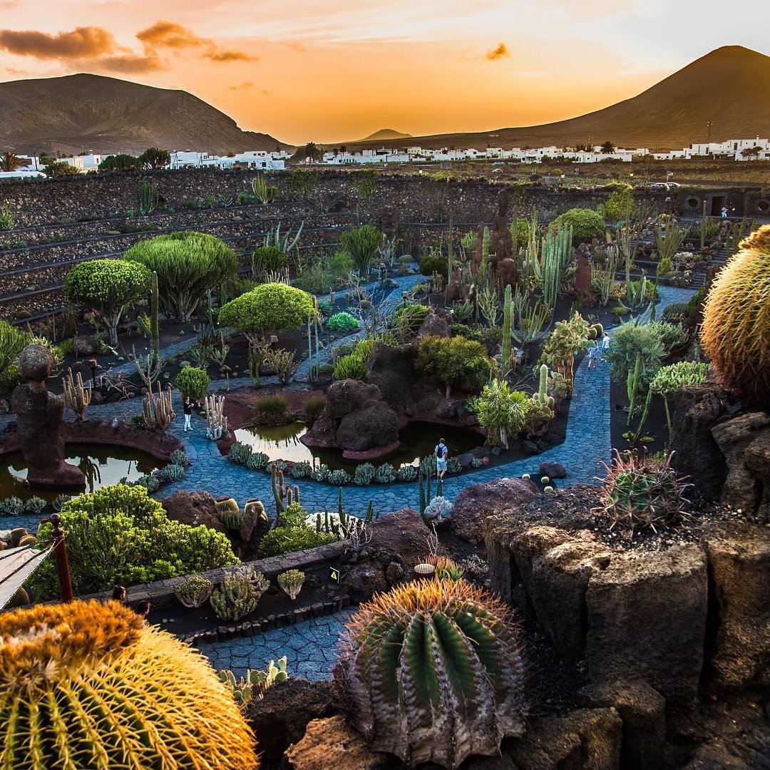 Le jardin de cactus
