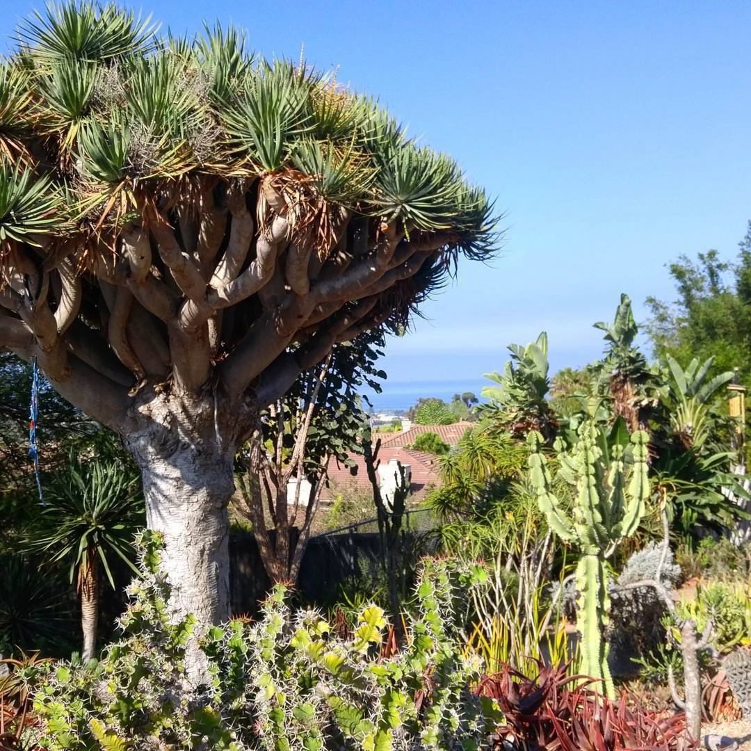 Le jardin botanique de San Diego