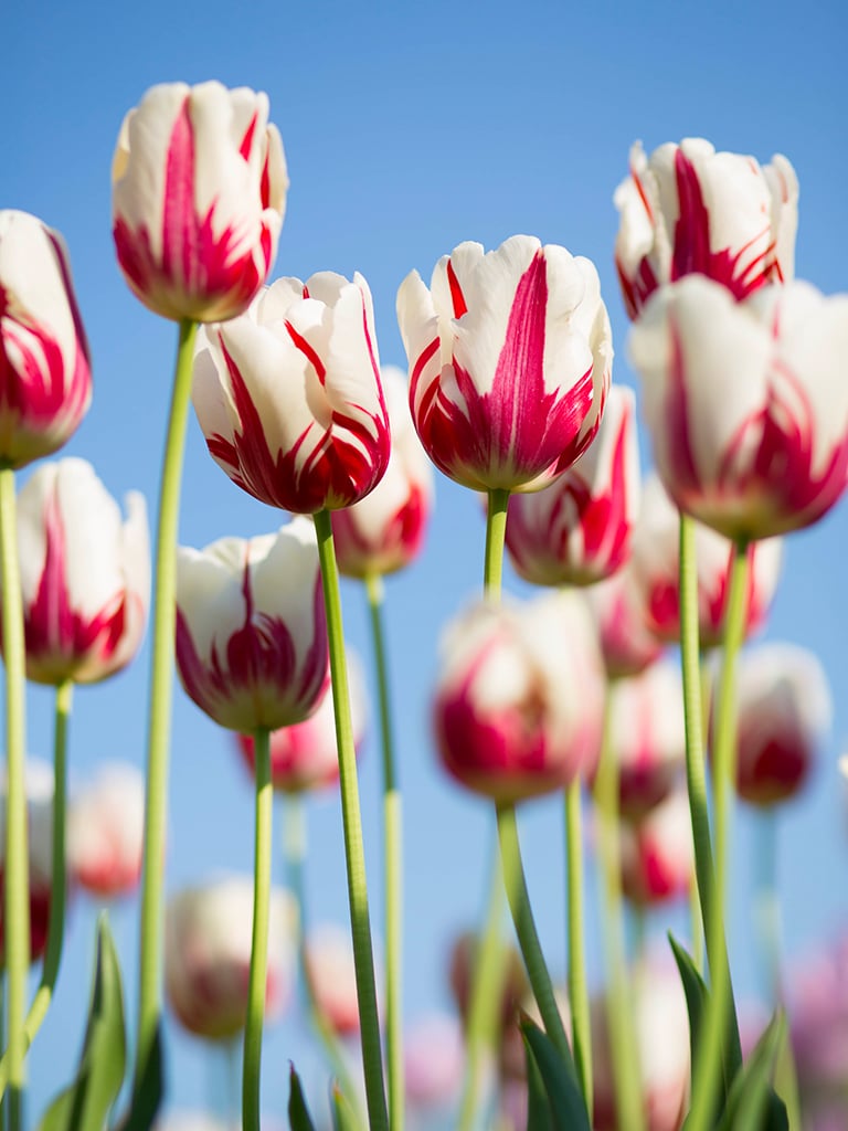 Tout sur les tulipes - Châtelaine