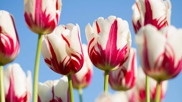 Tout sur les tulipes
