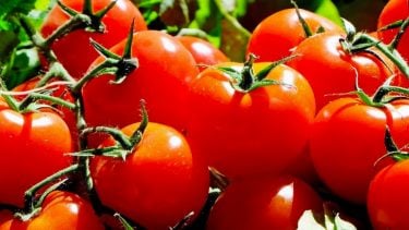 Conserver les tomates en pots