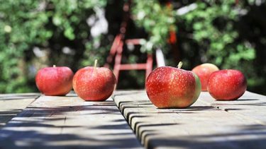 Cueillette de pommes : nos meilleures adresses