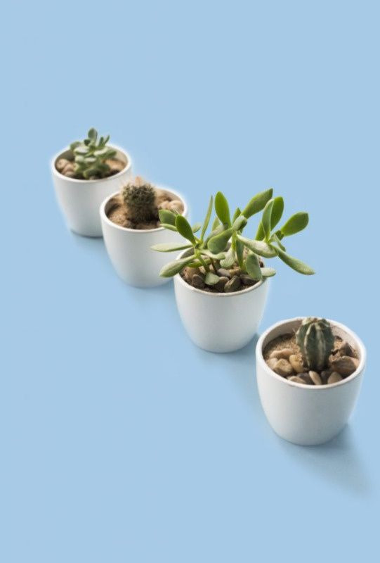 <p>Mini cactus et succulentes, <a href="https://www.plantzy.com/collections/plants-for-beginnners/products/quatuor-de-minis-cactus-et-succulentes">Plantzy</a>, 38 $ les quatre</p>
