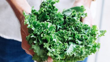 Cinq raisons d’inclure le kale dans notre assiette