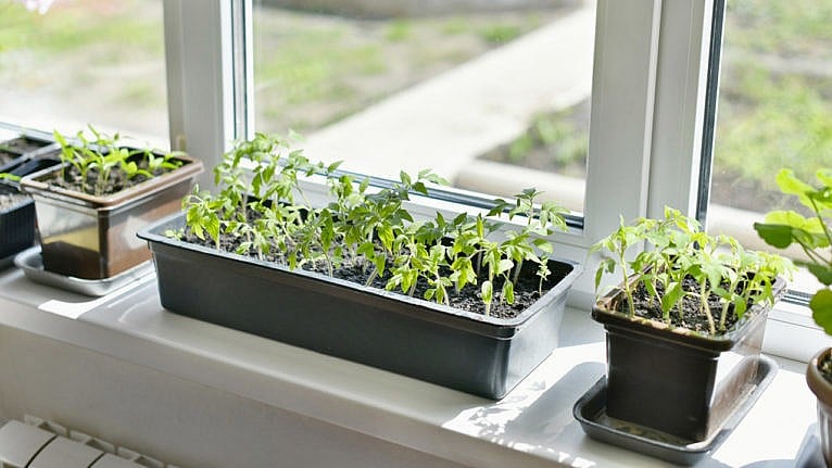 semis sur bord de fenêtre