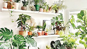 plantes intérieur